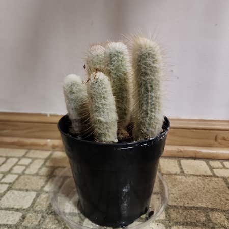 Photo of the plant species Austrocephalocereus dybowskii by @plantlove09 named Gobi on Greg, the plant care app
