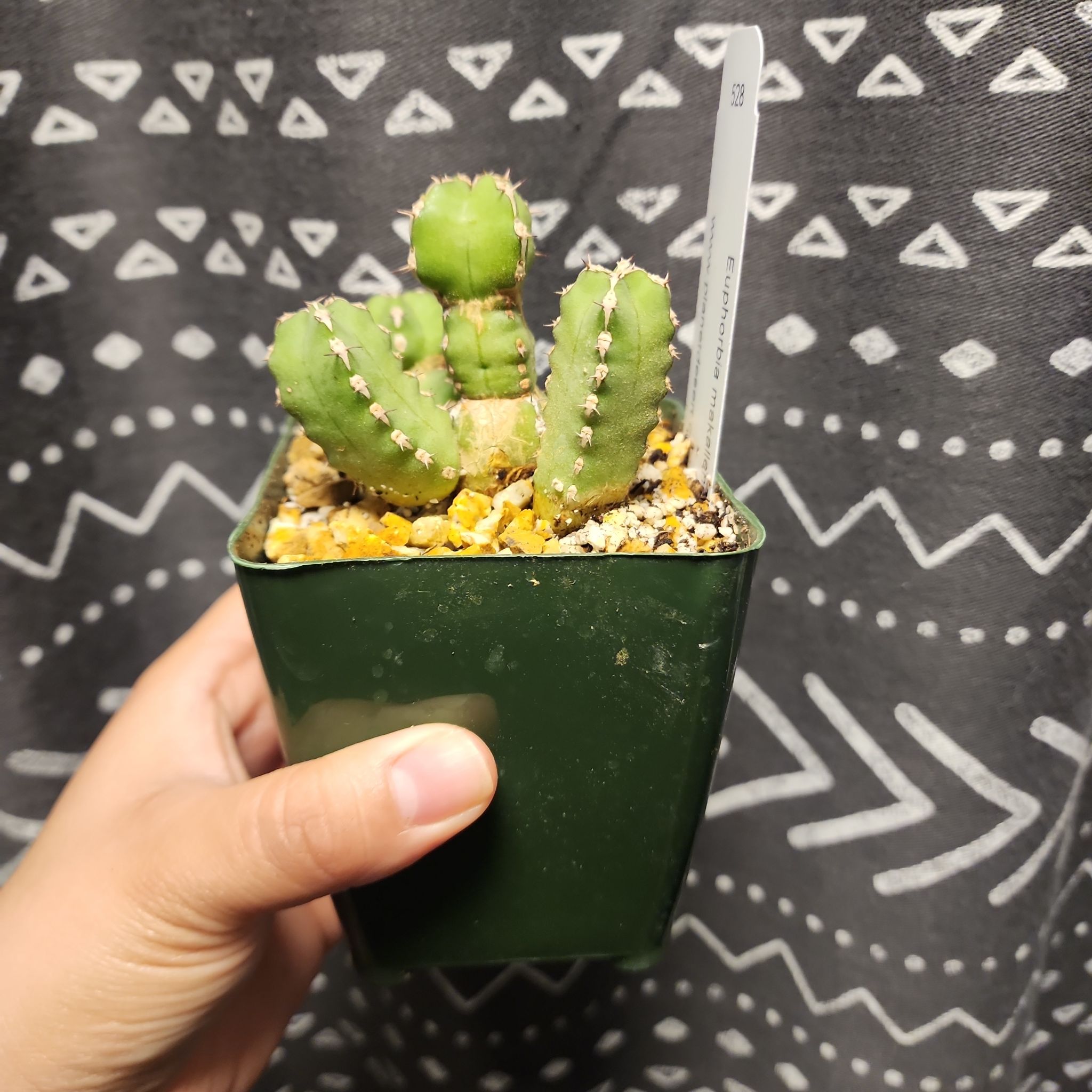 Photo of the plant species Pillpod Sandmat by @plantlove09 named Lumps on Greg, the plant care app