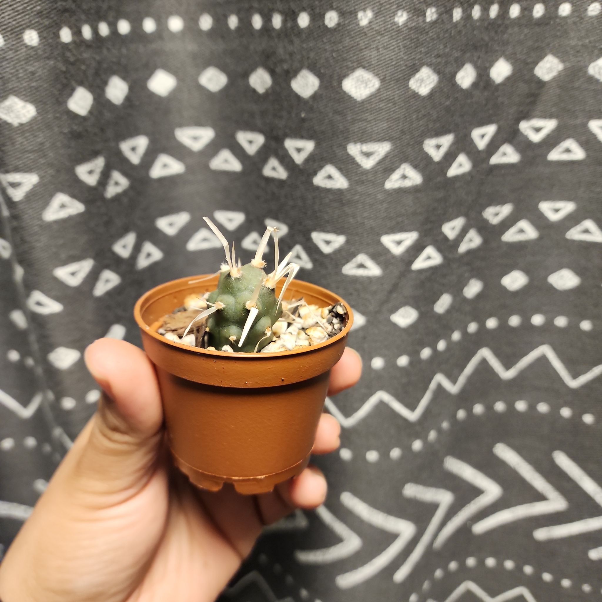 A small Paper Spine Cactus in a brown pot, held by a hand against a patterned fabric background.
