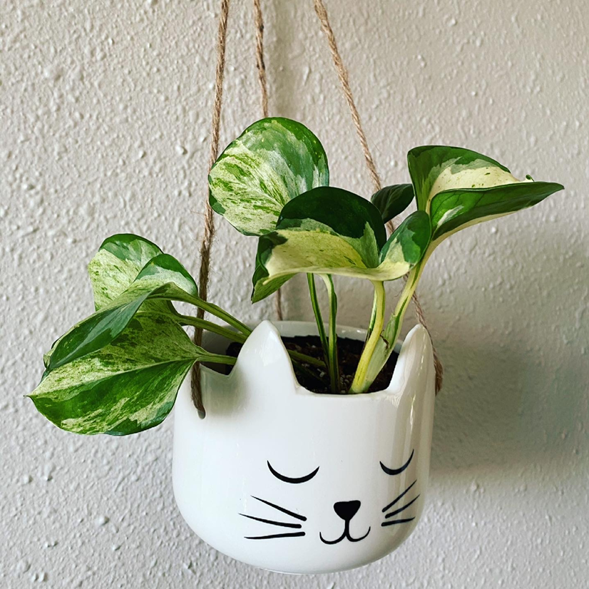 🌞 Is Direct Sunlight Good for My Manjula Pothos?