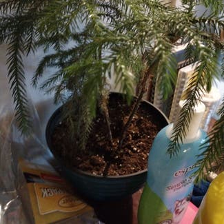 Norfolk Island Pine plant in Conover, Wisconsin