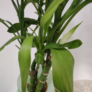 Lucky Bamboo plant in Conover, Wisconsin