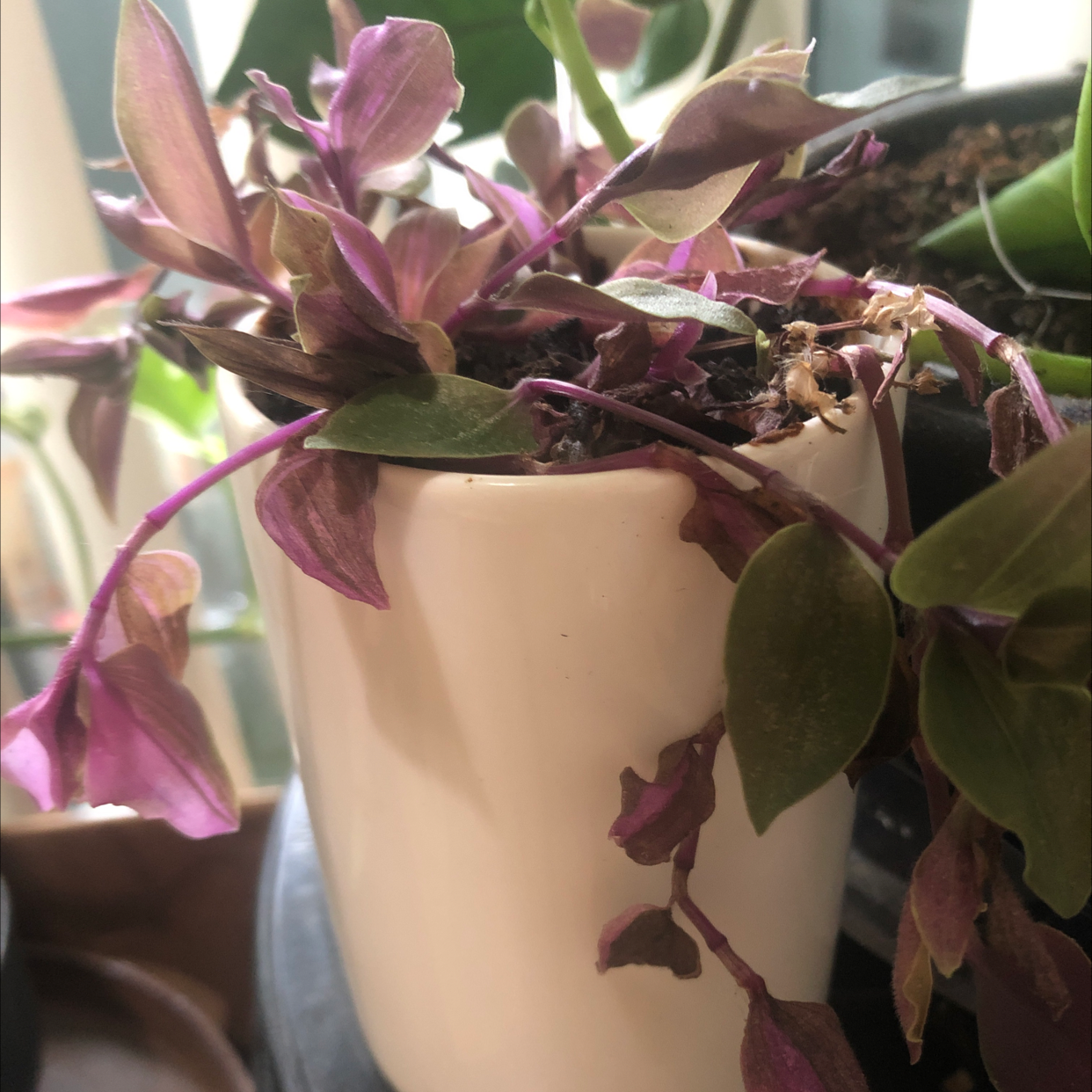 Close-up of a healthy, vibrant Tradescantia fluminensis plant with multi-colored leaves in shades of green, purple, and pink.