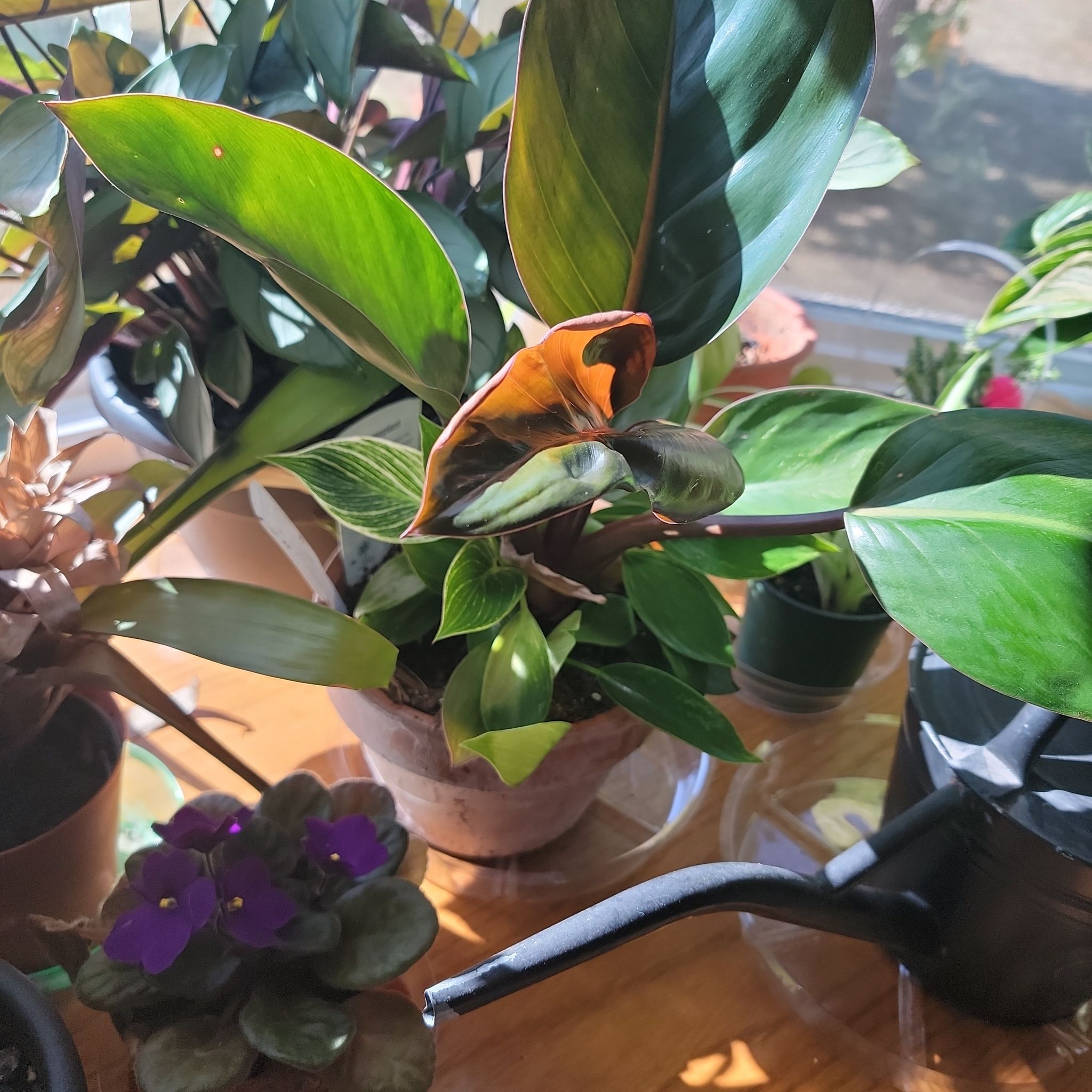 Philodendron Burle Marx plant in a pot with browning leaf, surrounded by other plants.