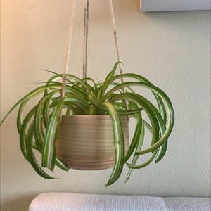 Curly Spider Plant plant photo by @lanasoasis named Ziggy on Greg, the plant care app.