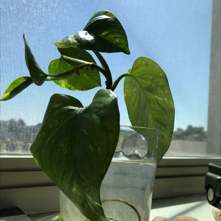 Taro Vine plant photo by @lanasoasis named Mr. Green Jeans on Greg, the plant care app.