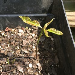 Northern red oak plant