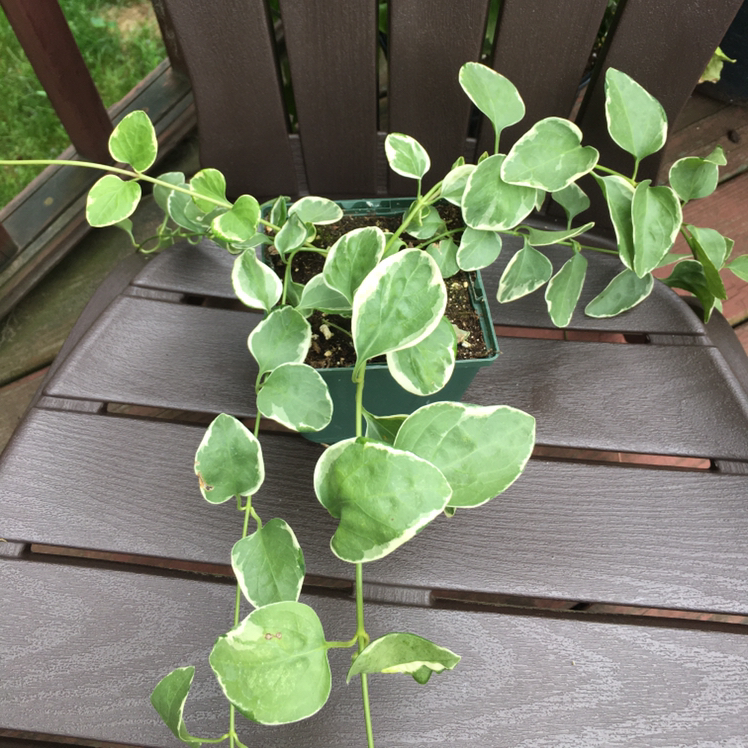 Photo of the plant species Greater Periwinkle by @kit named fart on Greg, the plant care app