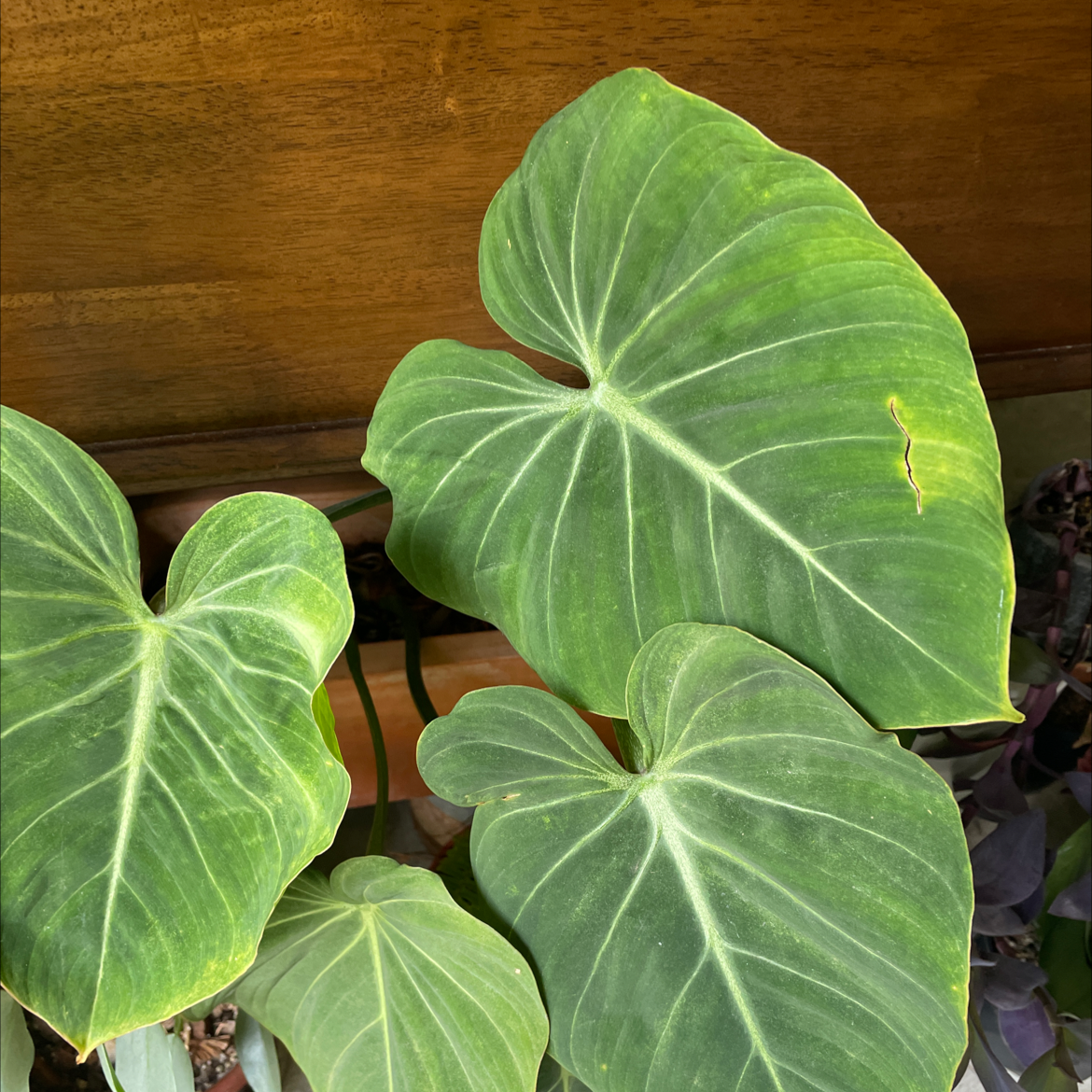 Philodendron gloriosum with large, heart-shaped leaves. One leaf has a tear and slight yellowing.