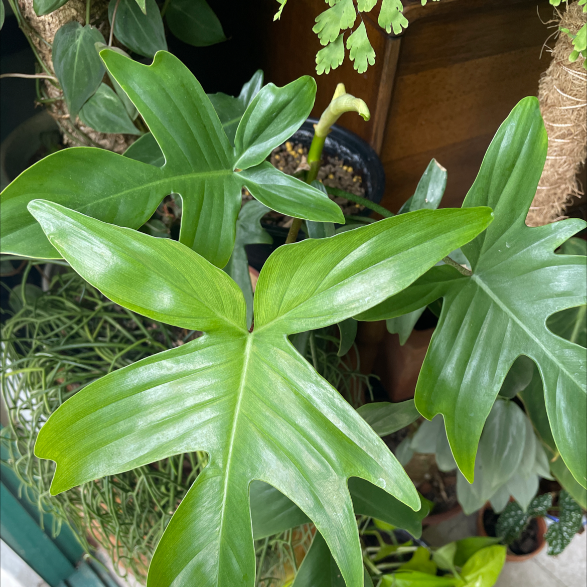 Philodendron 'Florida Ghost' with vibrant green leaves, healthy appearance.