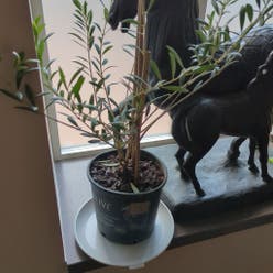 Olive Tree plant