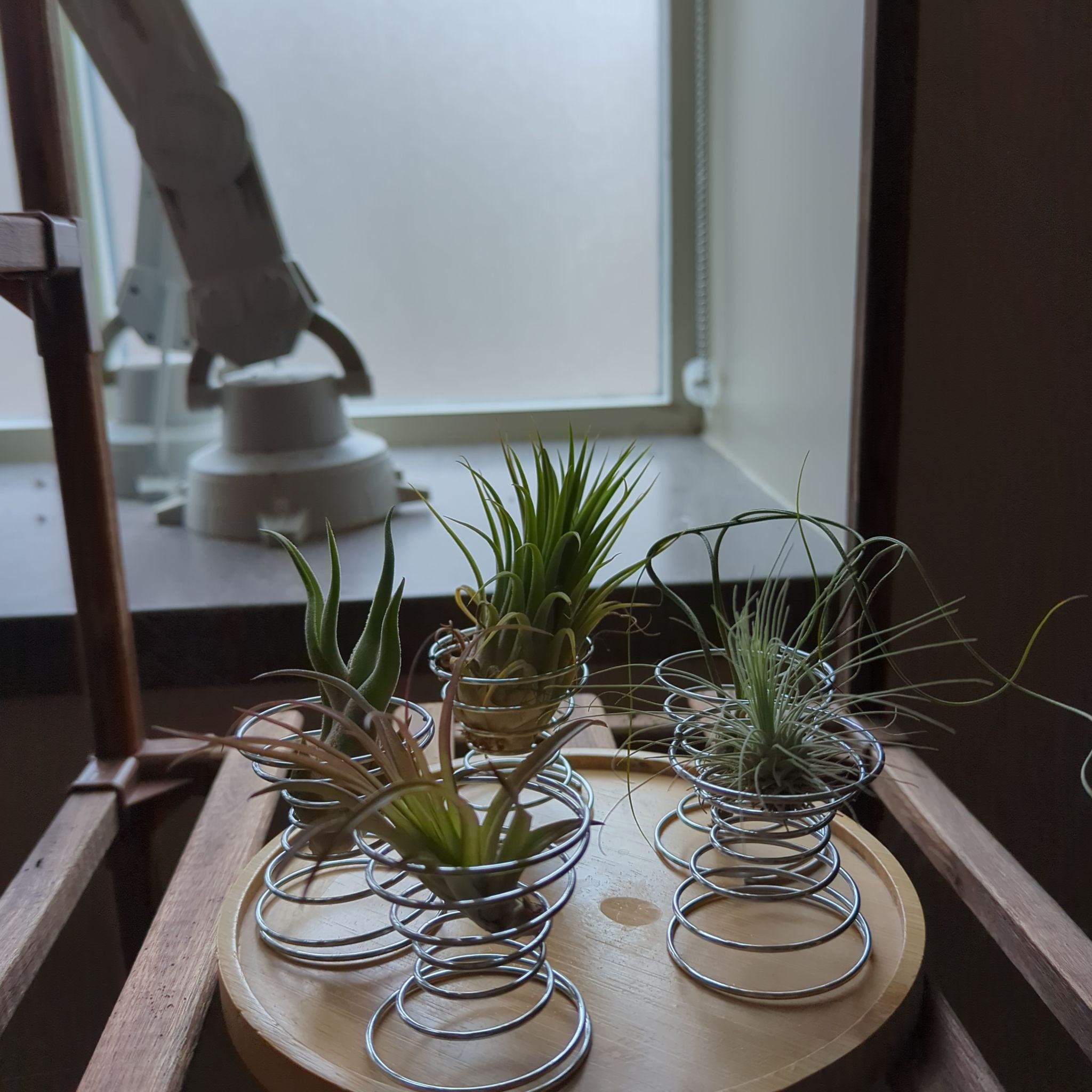 Multiple Tillandsia butzii plants in metal coil holders on a wooden surface.