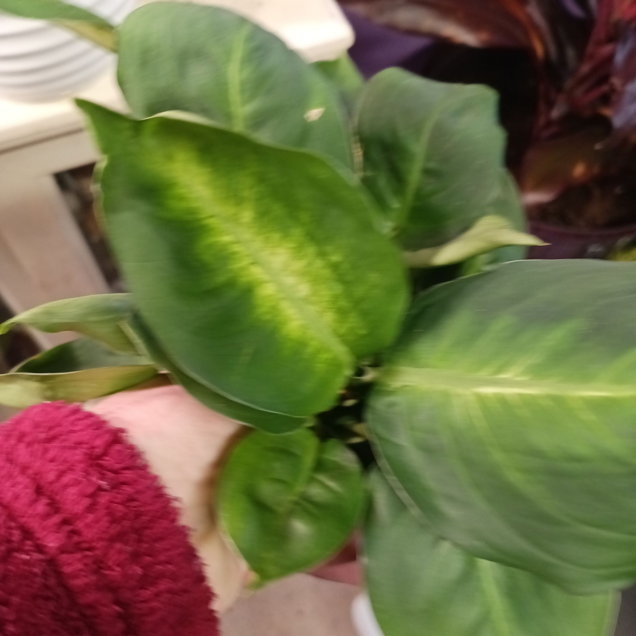 Photo of the plant species Tropic Mariana by @ComicalKeylime named Tropical mariana on Greg, the plant care app