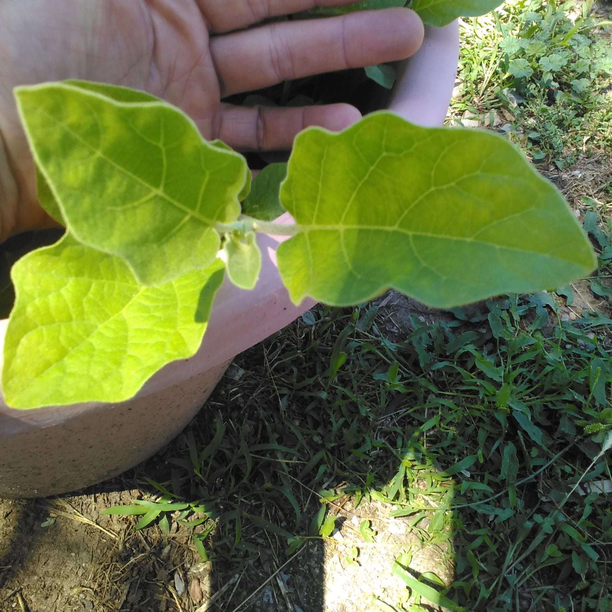 🍆 Why Are My Eggplant Leaves Curling?