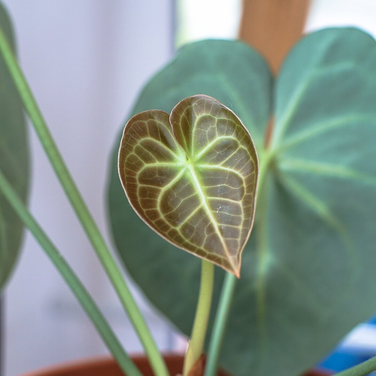Velvet Cardboard Anthurium plant with a heart-shaped leaf and visible veins.