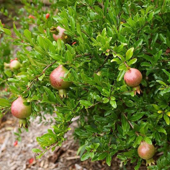Photo of the plant species Pomegranate by @ShowyChainplant named Pomegranate on Greg, the plant care app