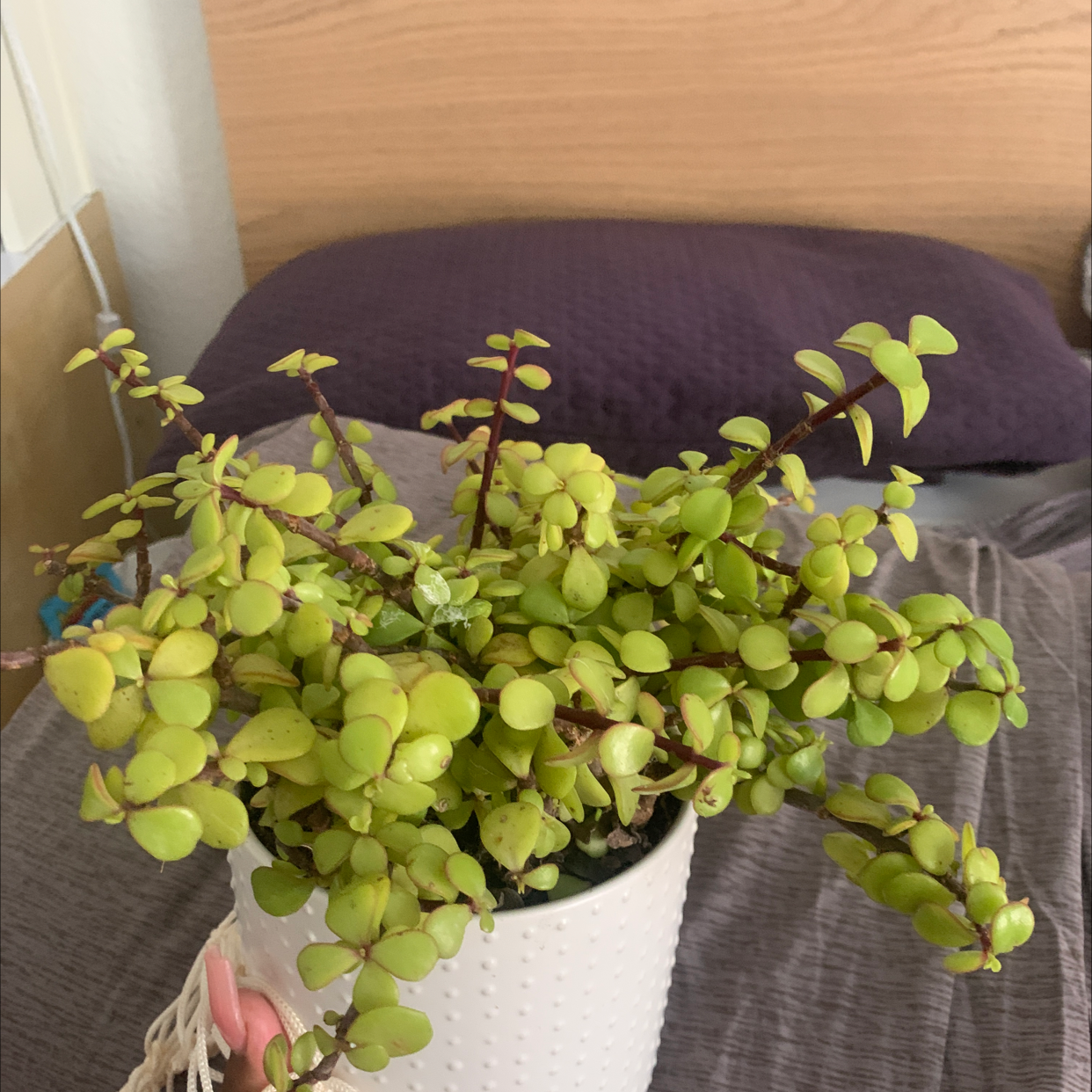 Porkbush plant photo by Leat named Leafy on Greg, the plant care app.