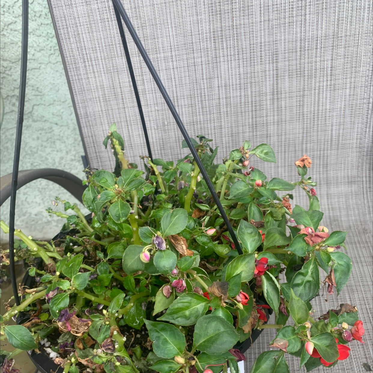 Buzzy Lizzy plant photo by Leat named Forrest on Greg, the plant care app.