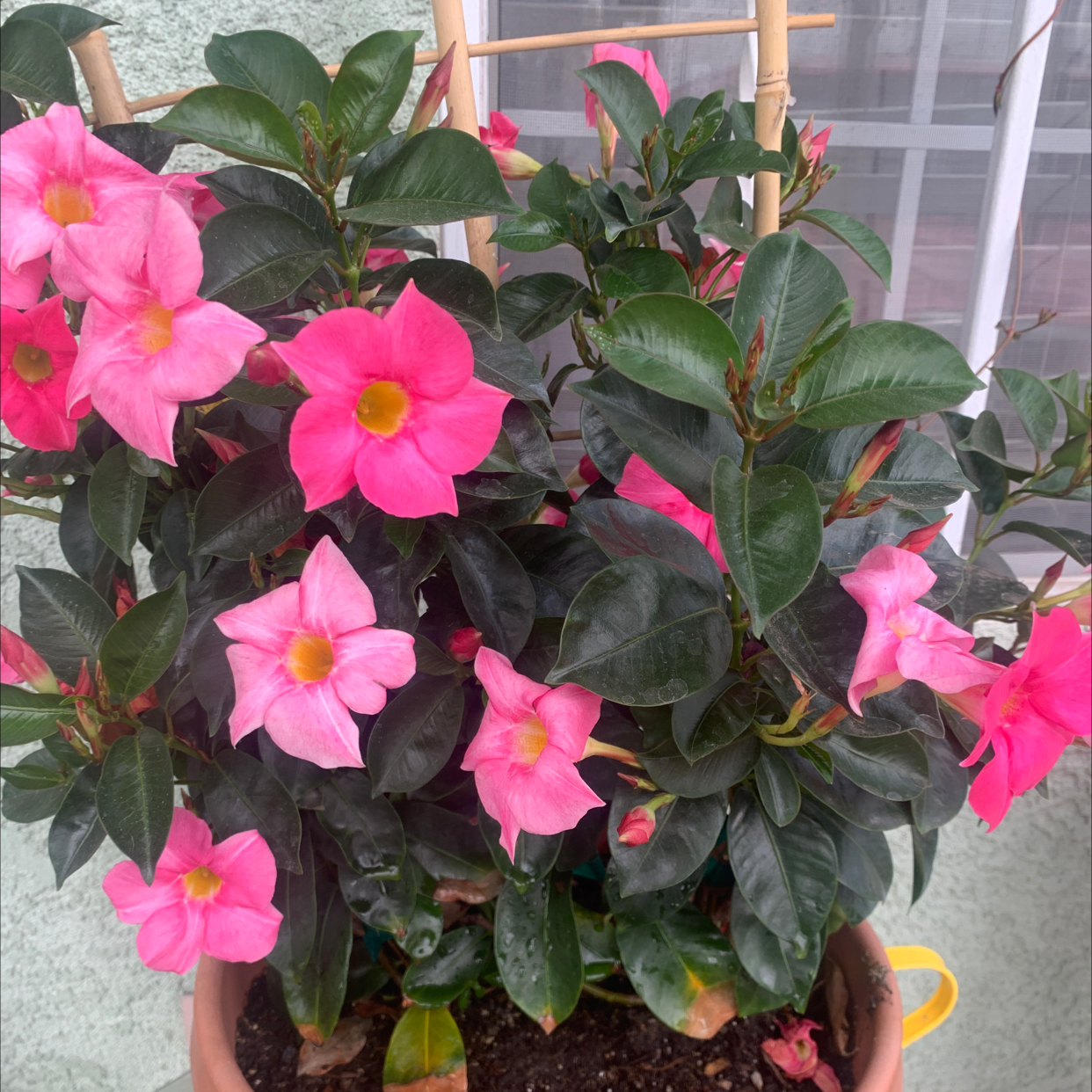 Brazilian Jasmine plant photo by Leat named Sage on Greg, the plant care app.