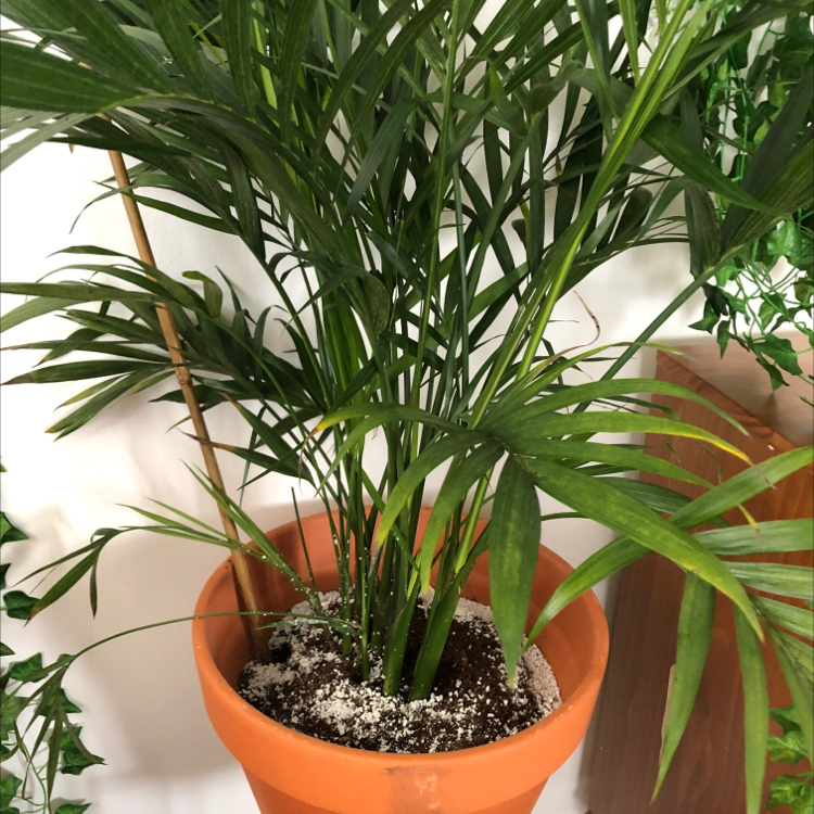 Thriving Cat Palm in terracotta pot with lush green fronds and decorative stones covering soil surface.