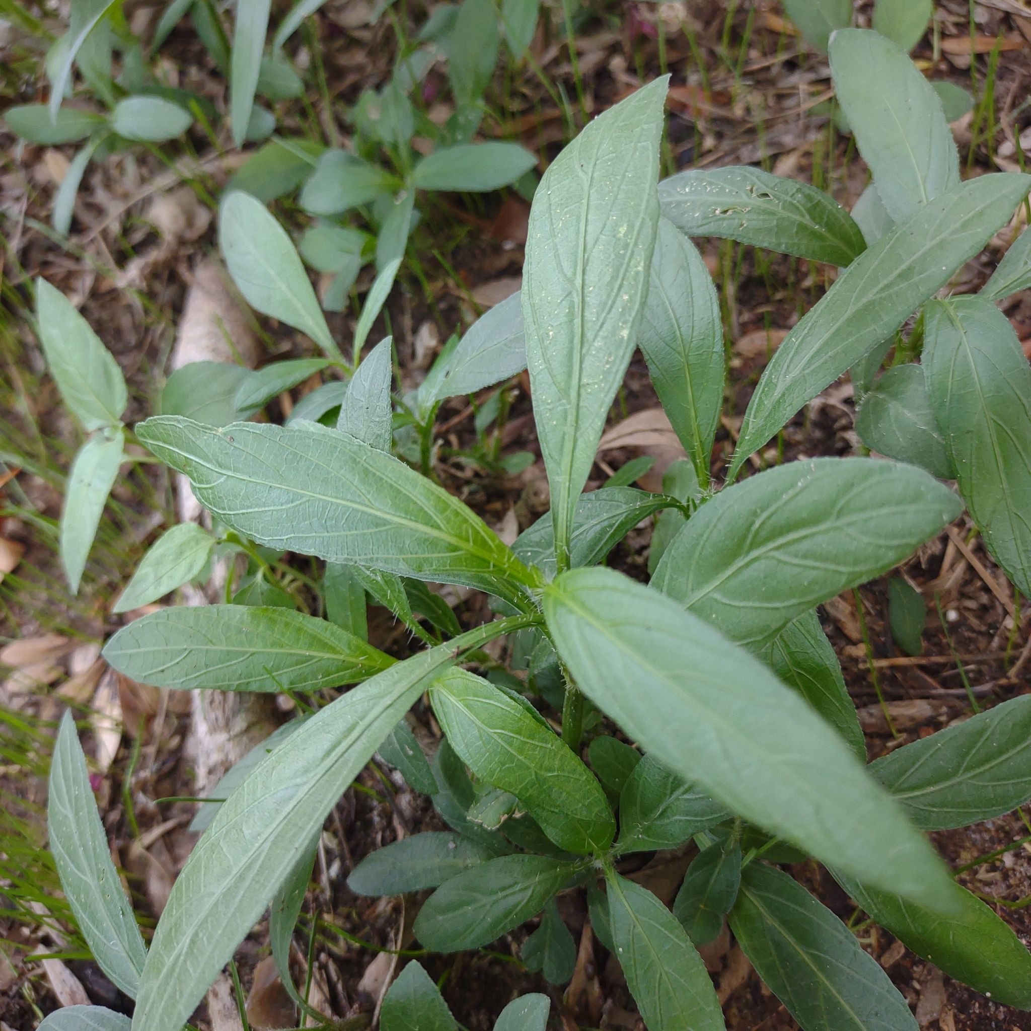 Mexican Bluebell plant with elongated green leaves in a natural setting.