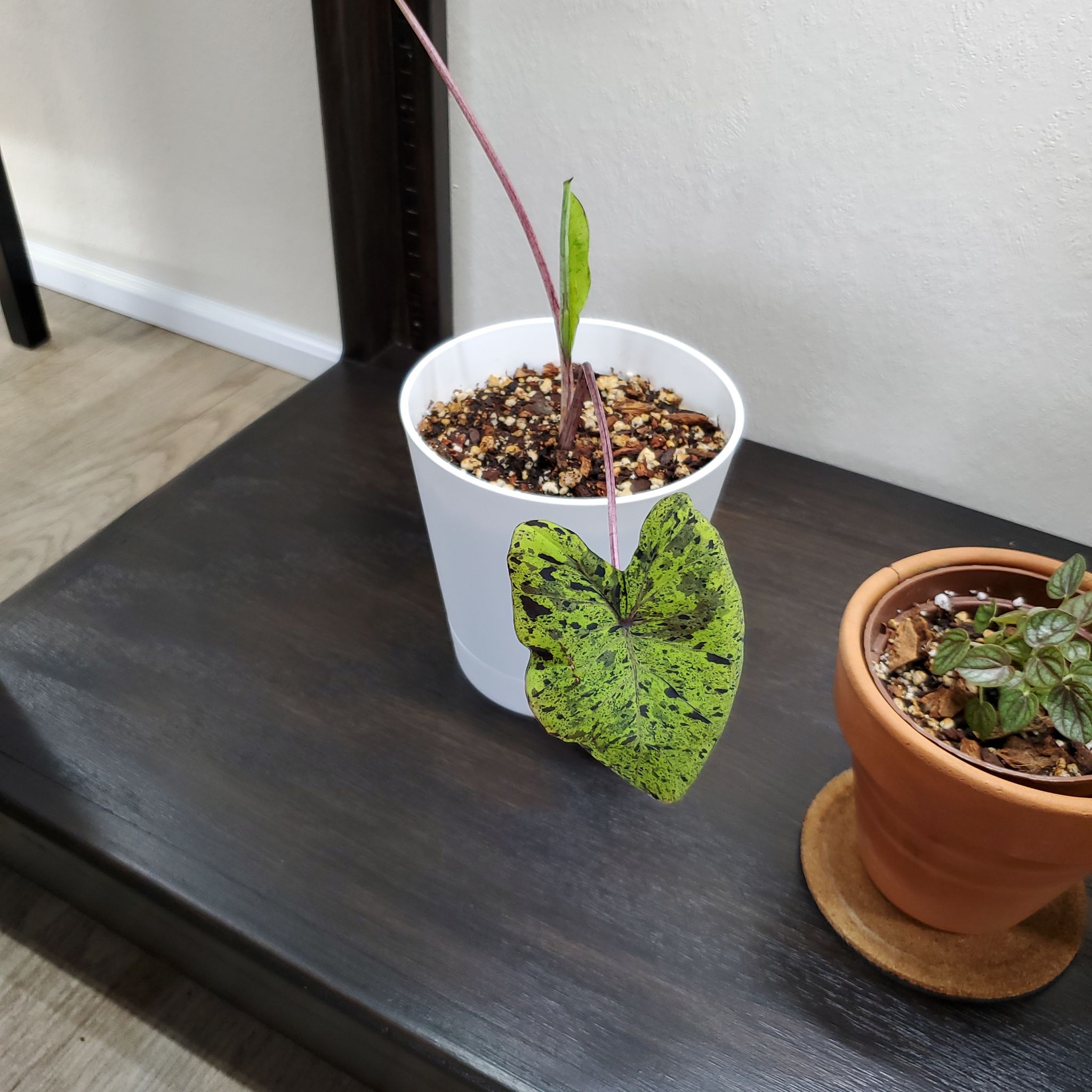 Taro 'Mojito' plant in a white pot with a single variegated leaf, next to another plant in a terracotta pot.
