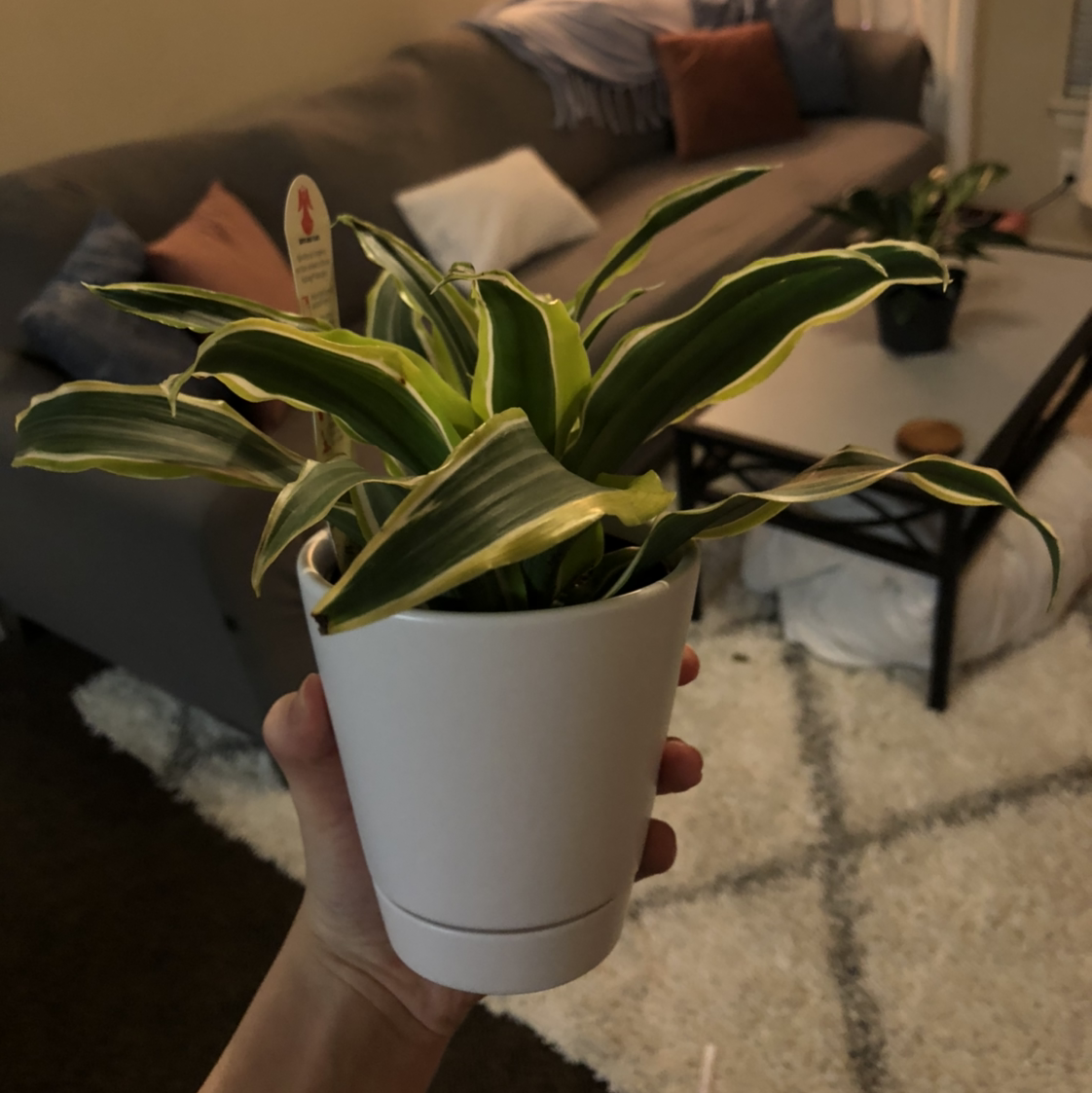 Dracaena 'Warneckii' plant in a white pot held by a hand in a living room.