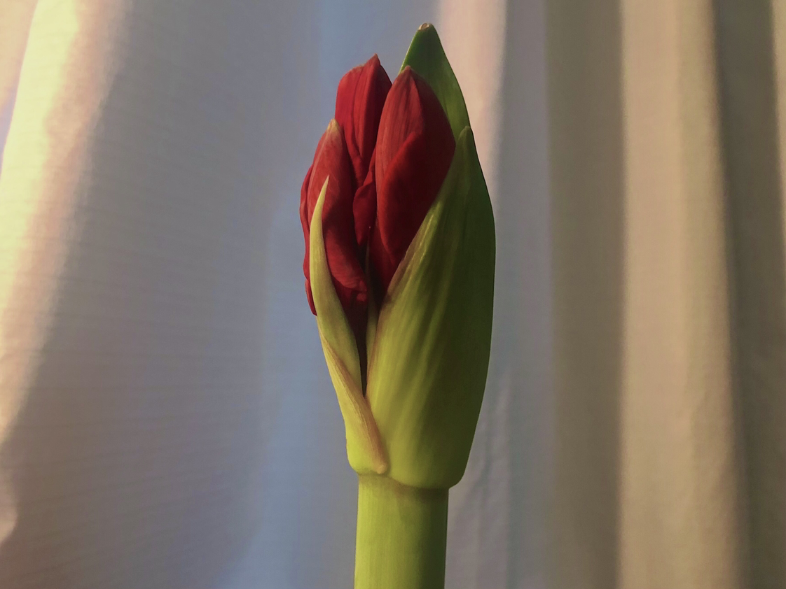 Minerva Amaryllis plant photo by @tortoise named Red Pearl on Greg, the plant care app.
