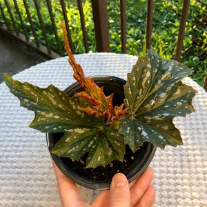 Angel Wing Begonia plant photo by @tortoise named angel on Greg, the plant care app.
