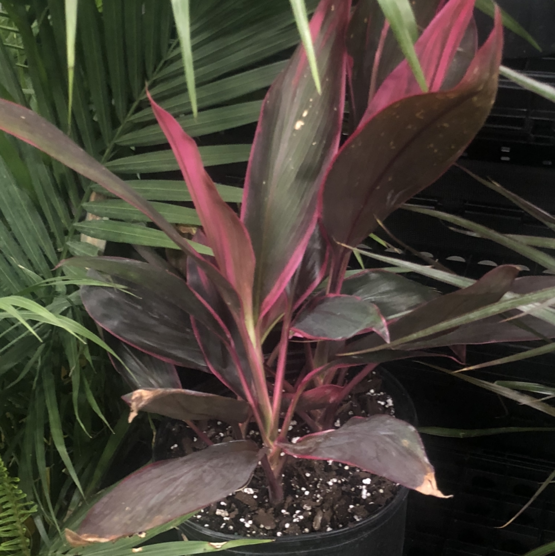 Ti Plant plant photo by @tortoise named Crimson Chin on Greg, the plant care app.