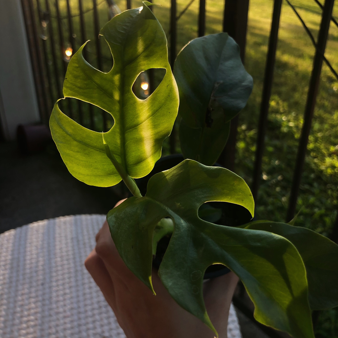 Mini Monstera plant photo by @tortoise named raphi on Greg, the plant care app.
