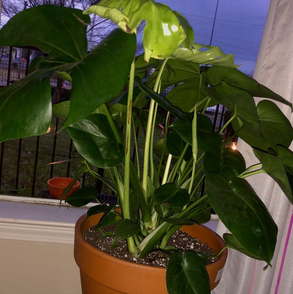 Monstera plant photo by @tortoise named Monsty Python on Greg, the plant care app.
