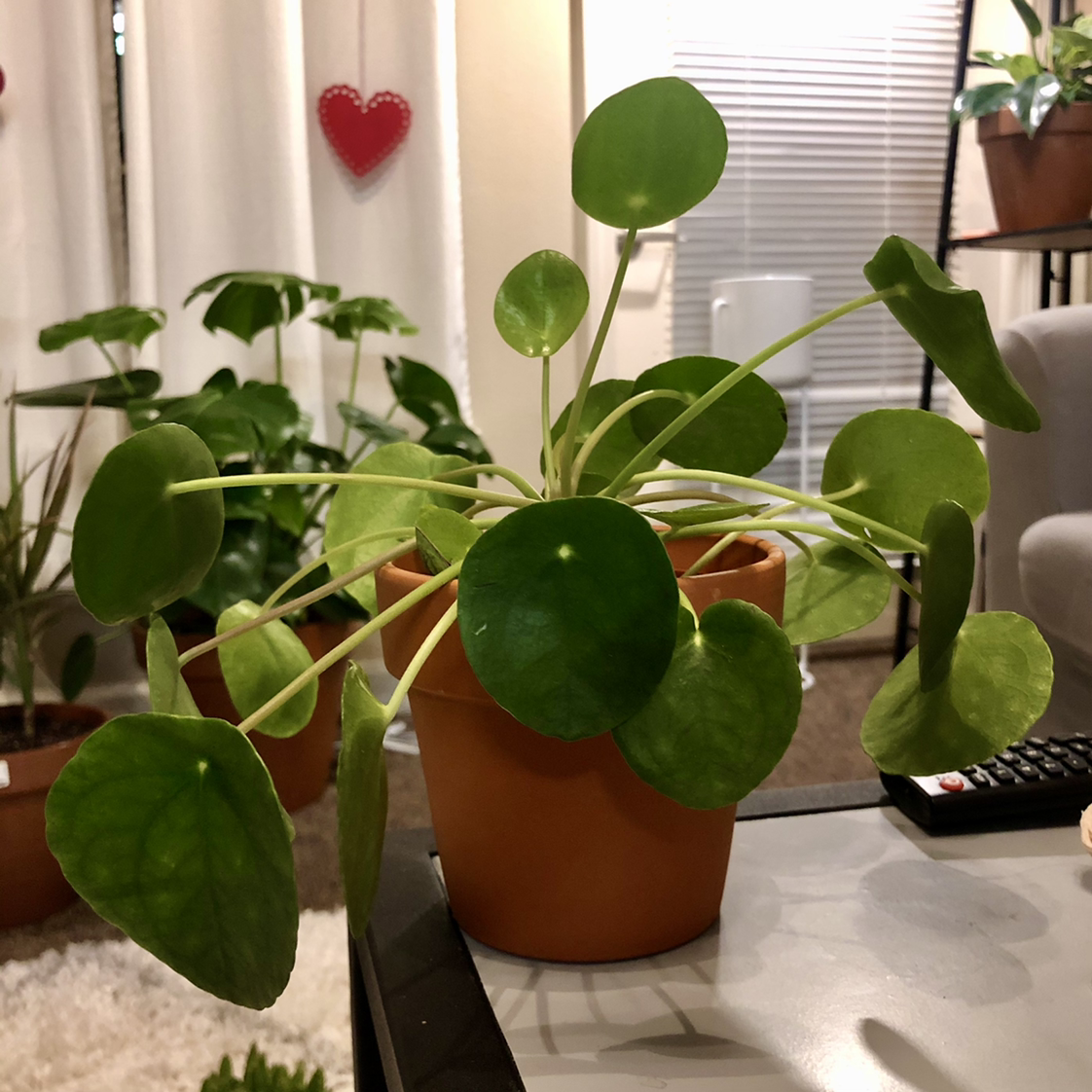 Chinese Money Plant plant photo by @tortoise named pilbug on Greg, the plant care app.