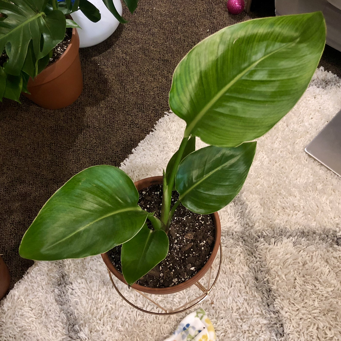 Bird of Paradise plant photo by @tortoise named bop on Greg, the plant care app.