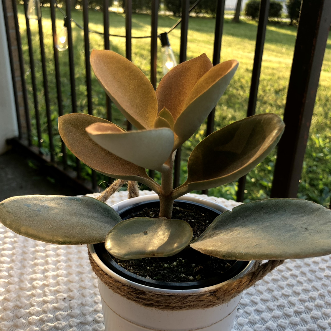 Copper Spoons plant photo by @tortoise named little spoon on Greg, the plant care app.