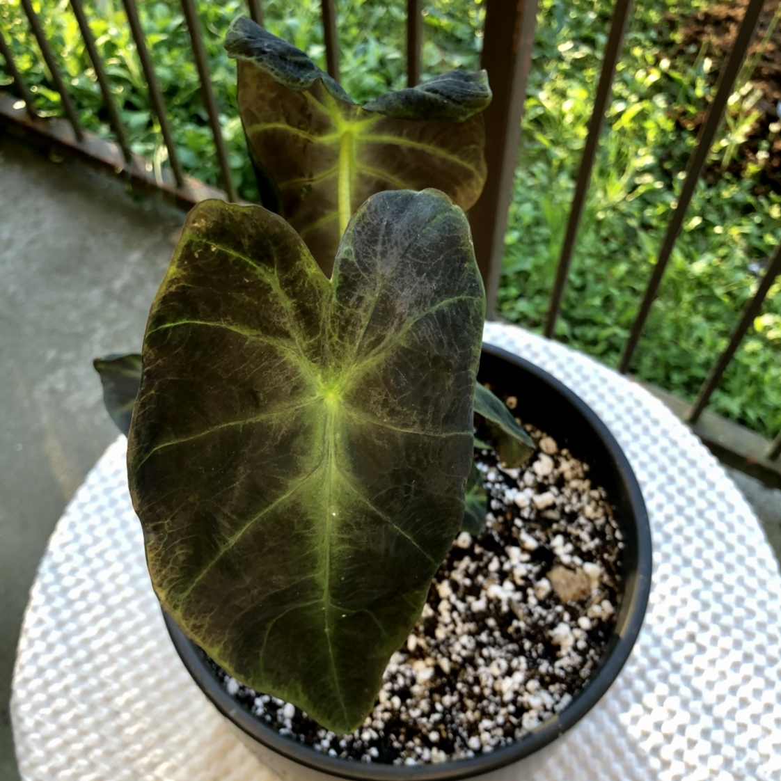 Taro plant photo by @tortoise named jotaro on Greg, the plant care app.