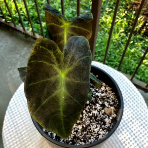 Black Magic Elephant Ear plant photo by @tortoise named jotaro on Greg, the plant care app.