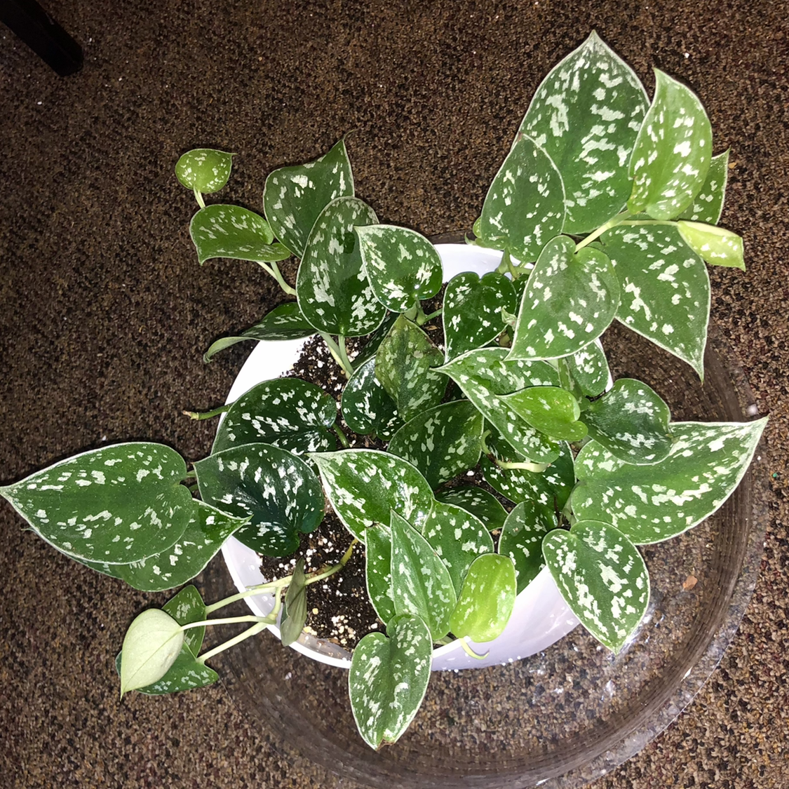 Photo of the plant species Silver Satin Pothos by @tortoise named bald on Greg, the plant care app