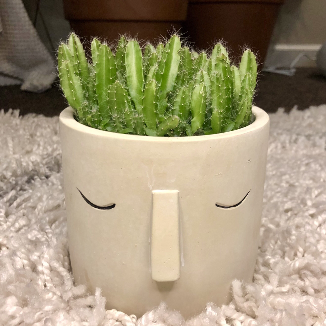 Dragonfruit plant photo by @tortoise named cocyutus on Greg, the plant care app.