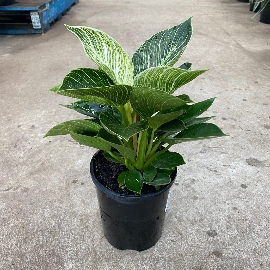 Philodendron Birkin plant photo by @tortoise named Leafeon on Greg, the plant care app.