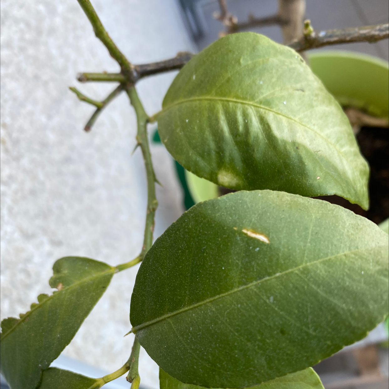 Buddha's Hand Citron plant photo by Kevin named Citrus on Greg, the plant care app.