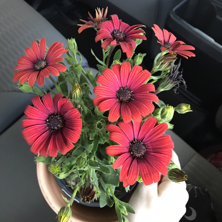 Van Staden's river daisy plant with red flowers in a pot, held by a hand.