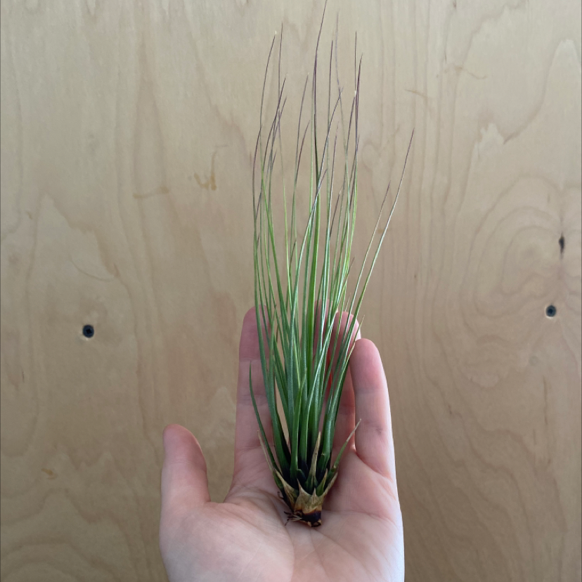 Tillandsia Juncea plant held in a hand, with slight browning on leaf tips.