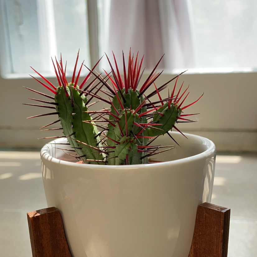 Photo of the plant species Euphorbia heptagona by @Mathitat named Rémi on Greg, the plant care app