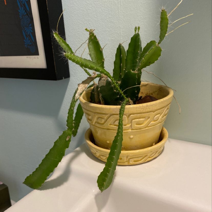 Dragonfruit plant in a decorative pot with long green stems, indoors.