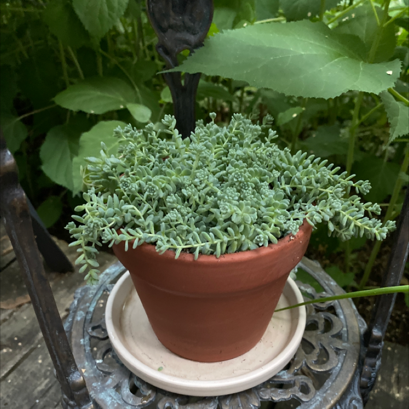 Potted Corsican Stonecrop plant on an ornate metal stand with dense, green foliage.