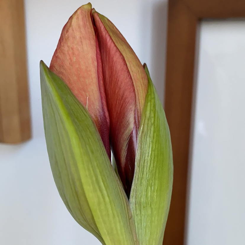 Photo of the plant species Barbosa Lily by @Mathitat named Mimi on Greg, the plant care app