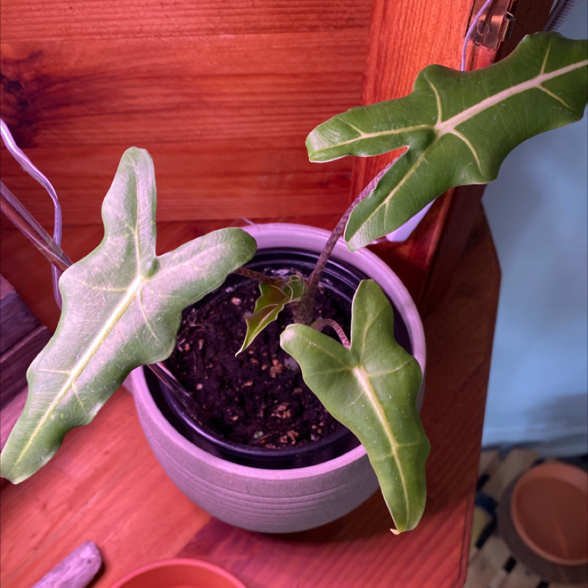 Alocasia 'Sarian' plant in a pot with visible soil, healthy leaves, and no signs of disease.