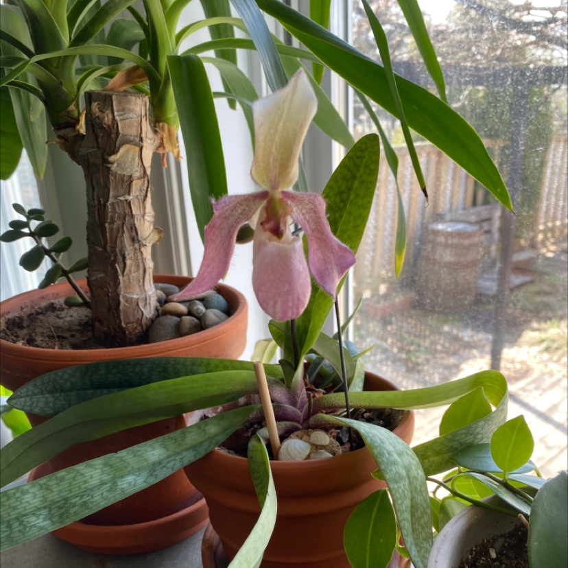 Photo of the plant species Paphiopedilum venustum by @Mathitat named Sarah on Greg, the plant care app