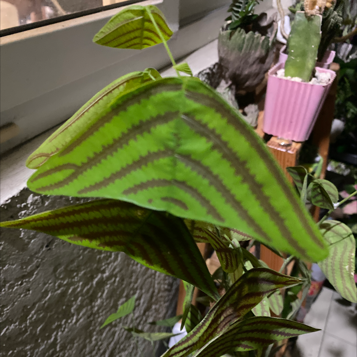 Photo of the plant species Swallowtail Plant by @Catchr named Buttefly on Greg, the plant care app